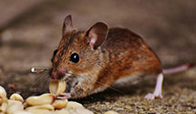 squirrel-control Experts in Cottrellville Township